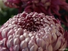 dsc00324