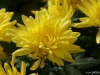 dsc00330