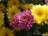 dsc00337