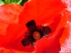 Tulpe