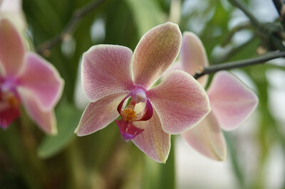 Orchidee - Badezimmer