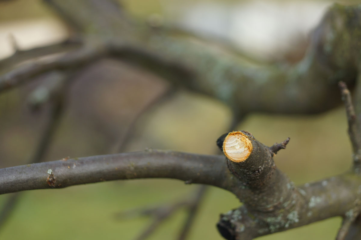 Astschnitt beim Obstbaum