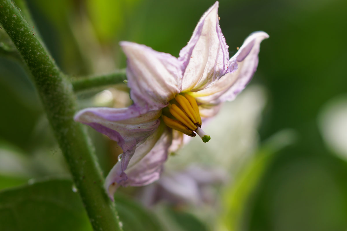 Aubergine Blüte