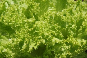 Endivien Endiviensalat