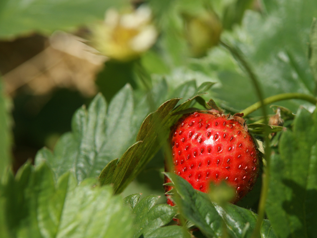 Reife Erdbeeren