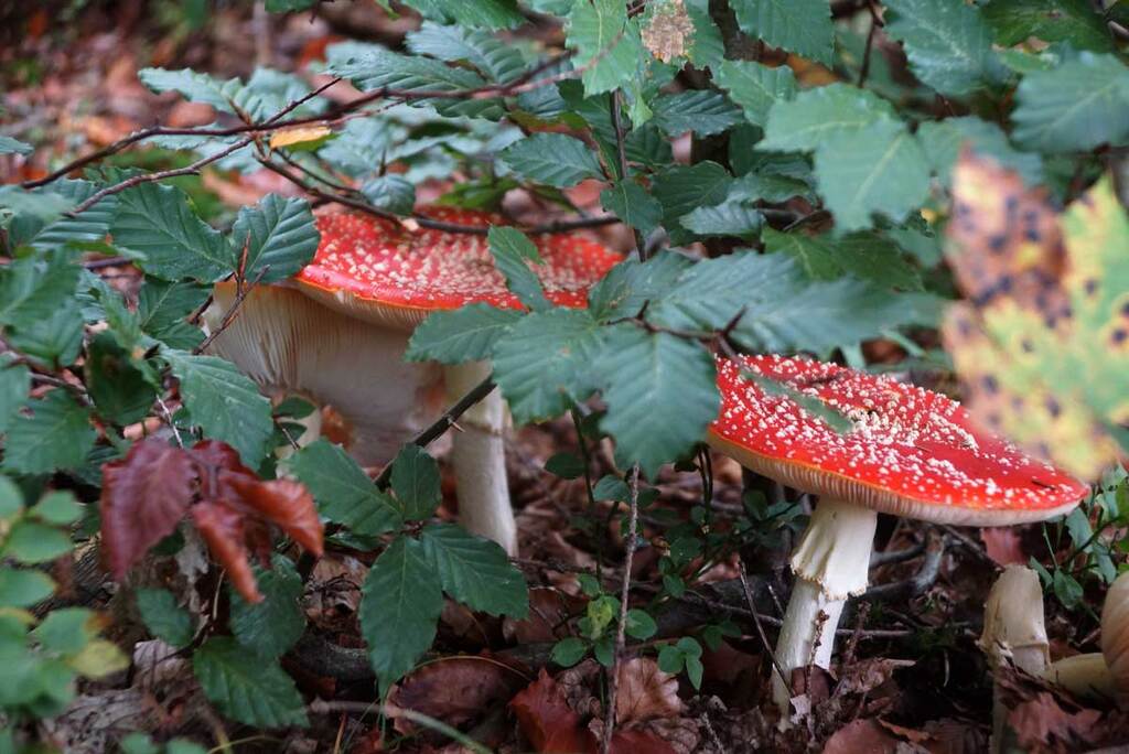 Fliegenpilz im Oktober