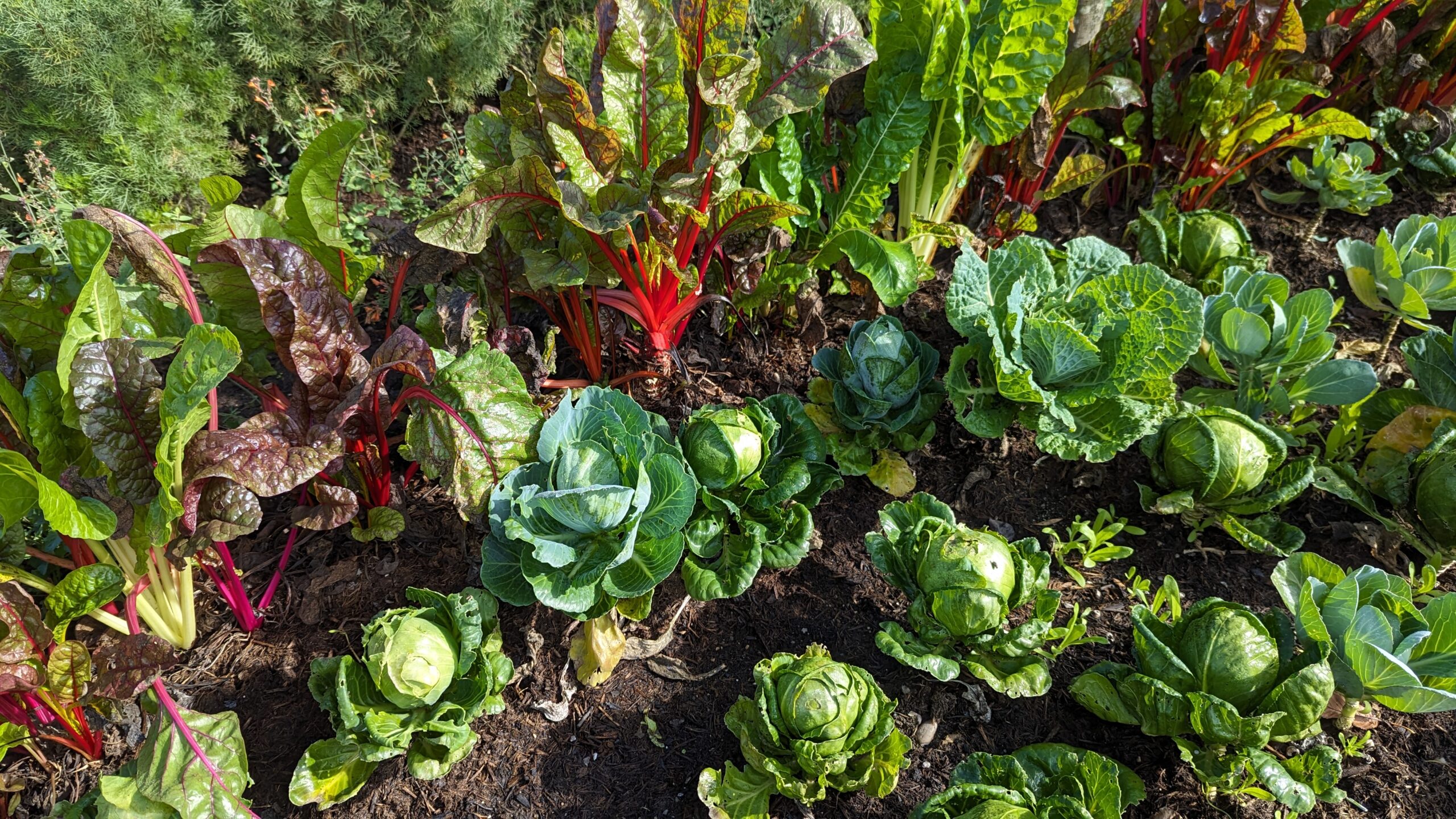 Gartentipps Juli, Tipps für den Gemüsegarten Garteln