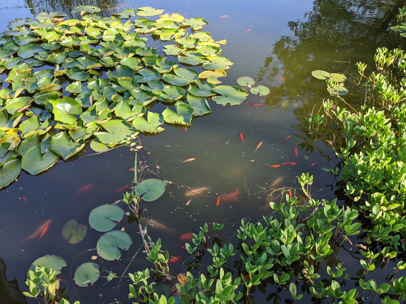 Die richtige Bepflanzung vom Gartenteich | Garteln