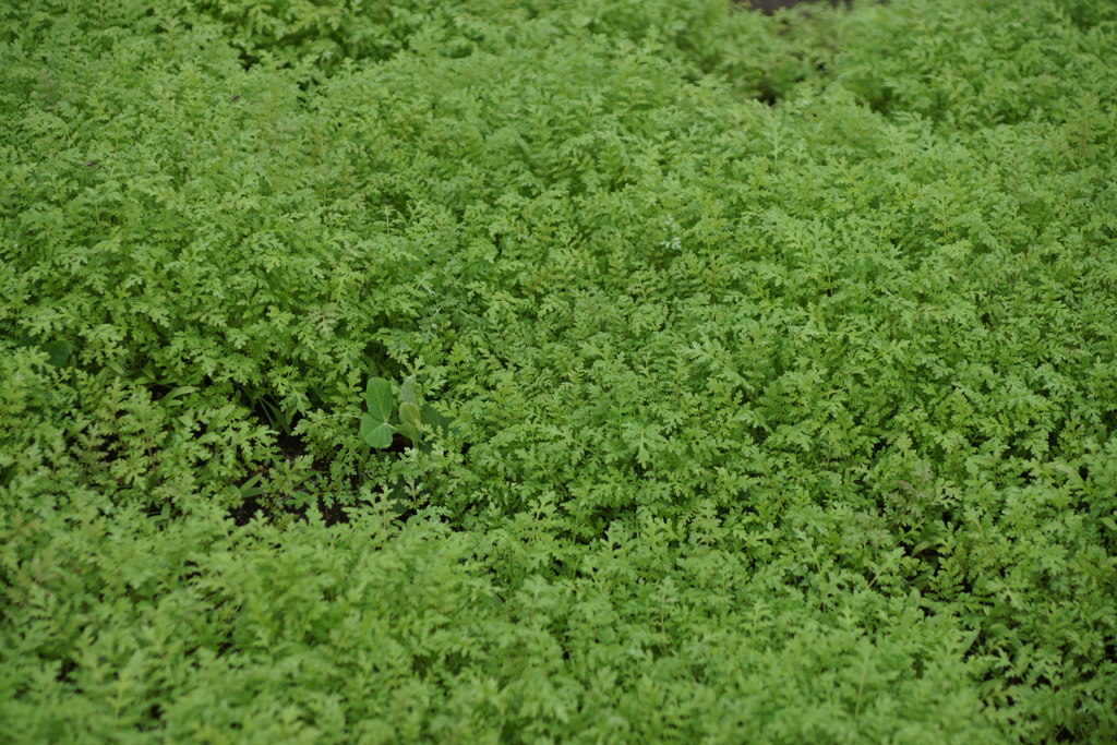 Gründüngung Phacelia