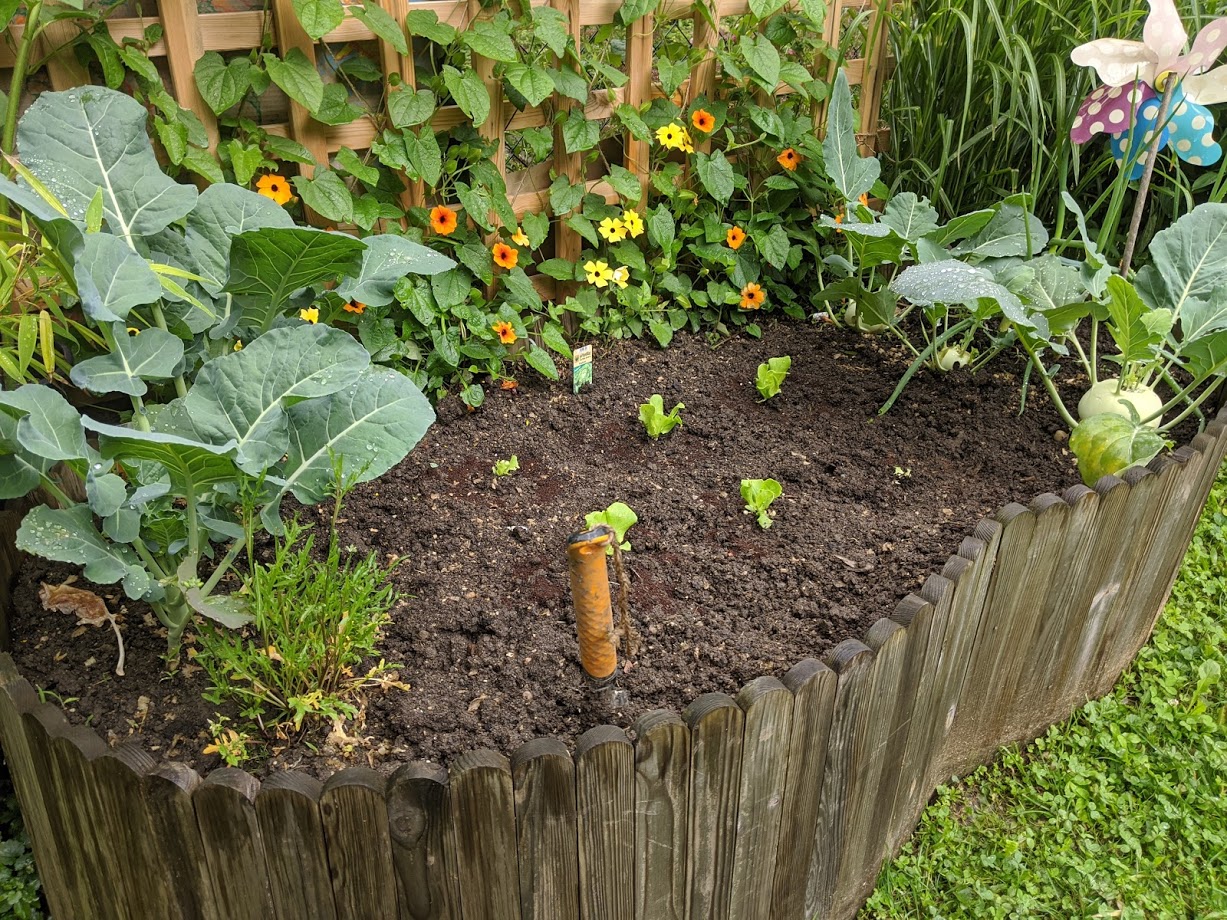 Gartentipps Juli, Tipps für den Gemüsegarten Garteln