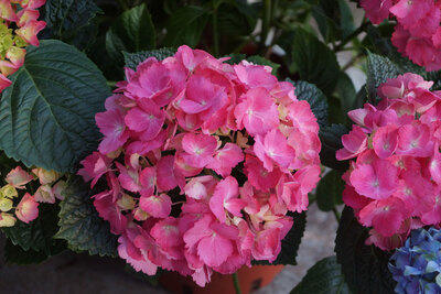 Rosa Hortensien (Hydrangea)
