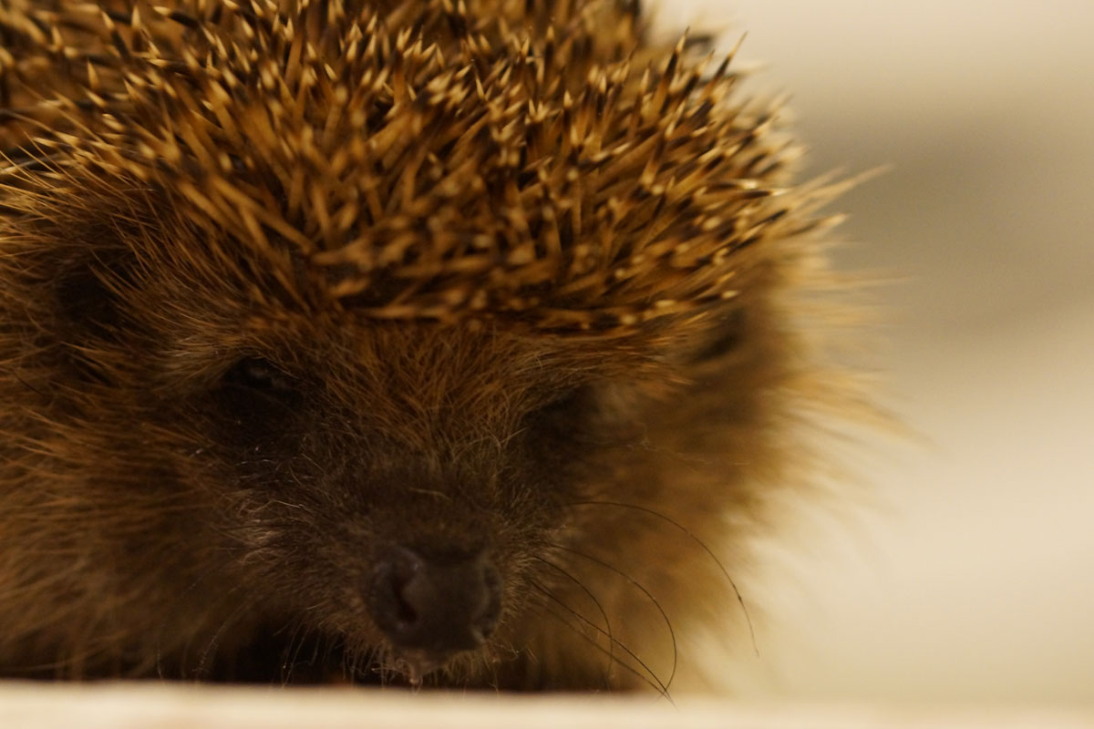 Igel im eigenen Garten