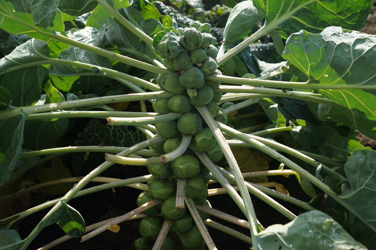 Kohlsprossen im Garten