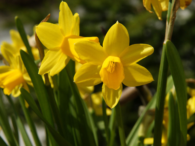 narzissen