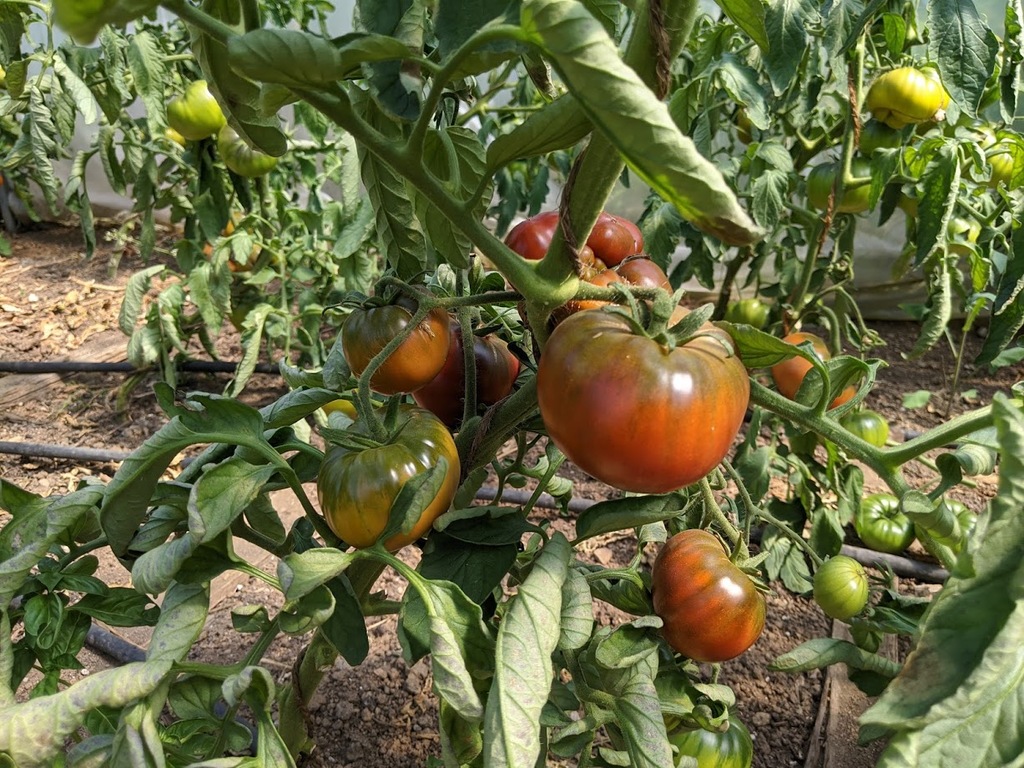 Tomaten vor der Ernte