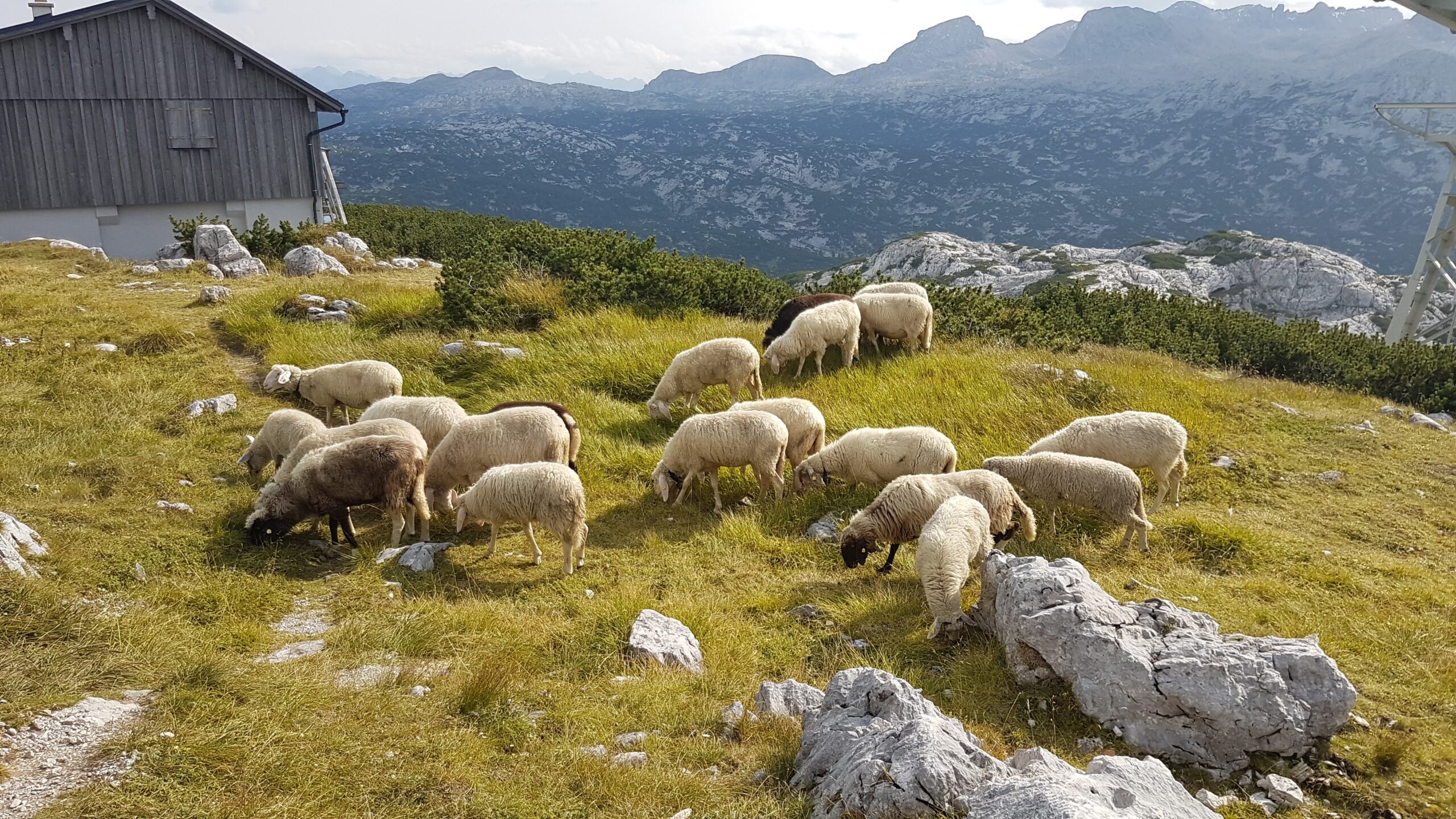 Wie Lange Dauert Die Schafskälte