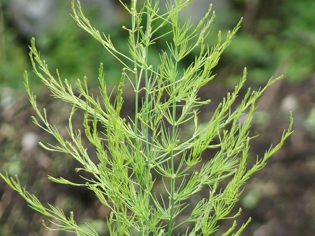 Grüner Spargel