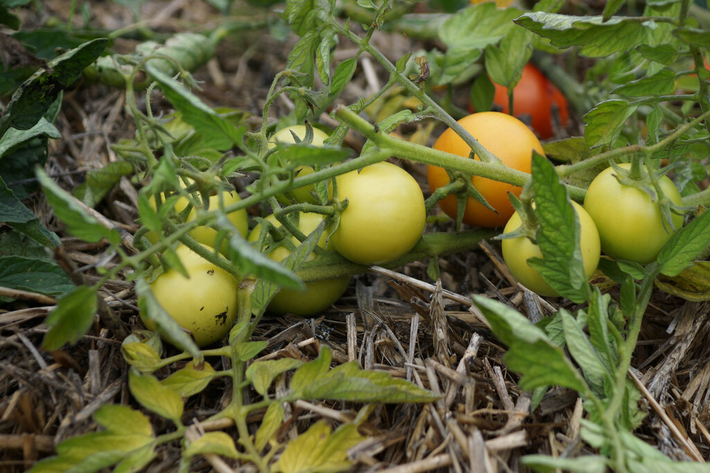 Tomaten auf Stroh