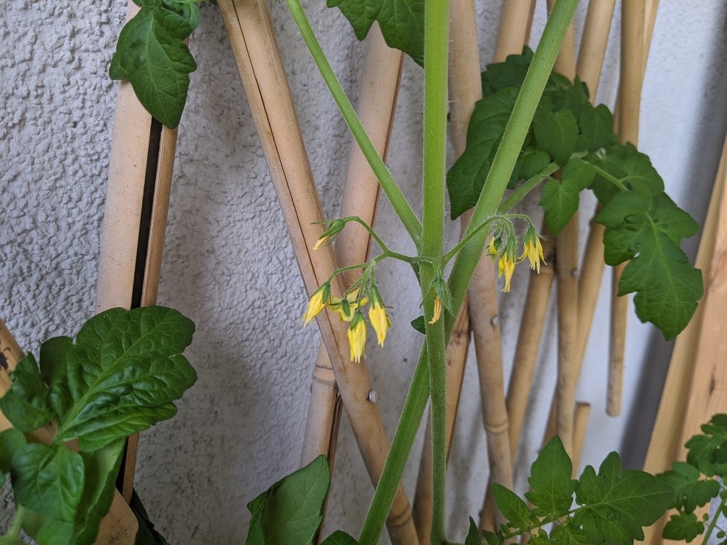 Tomaten an der Hauswand