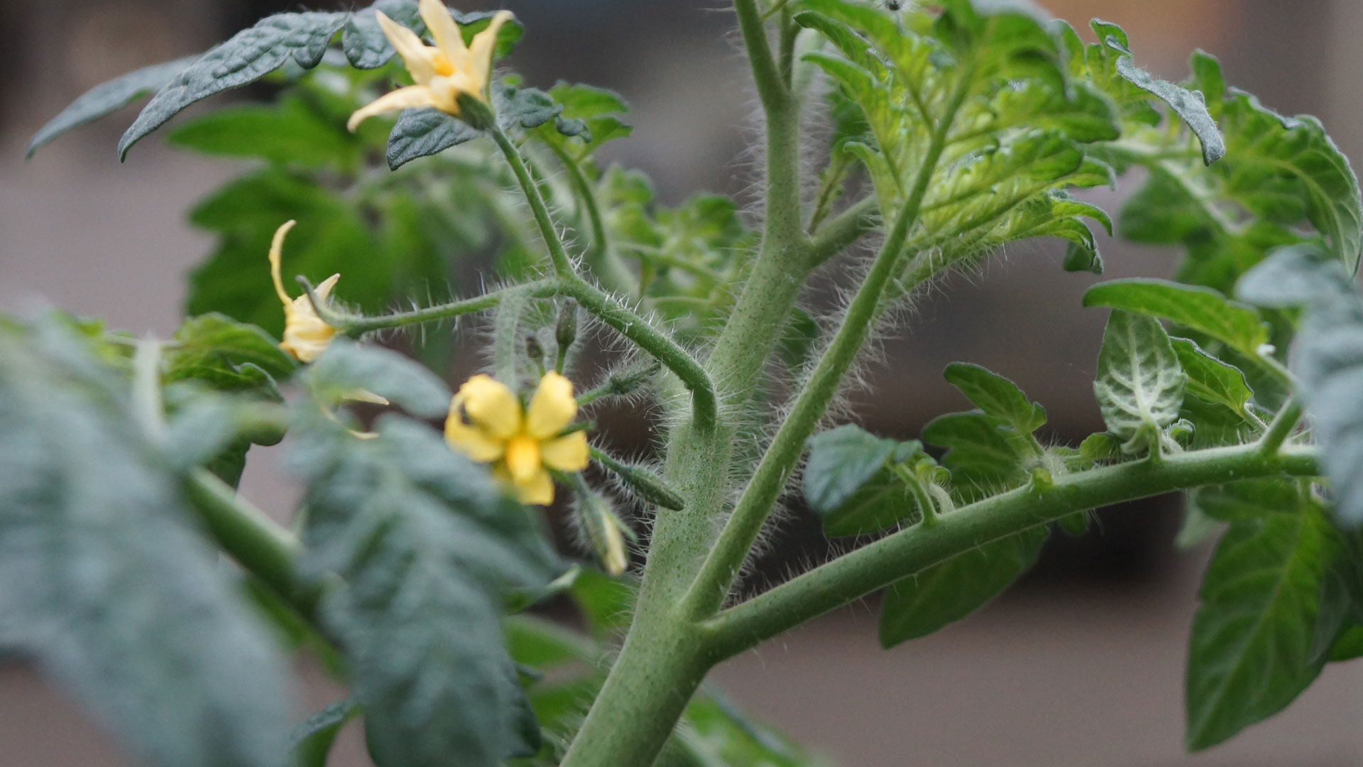 Geiztrieb einer Tomate